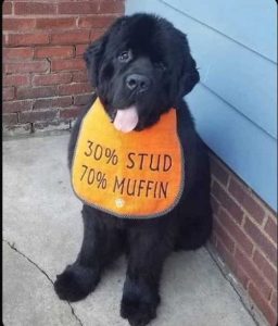 Stupid Bar Memes doguds70spercentsm