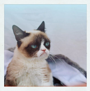 Stupid Bar Memes realgrumpycat65