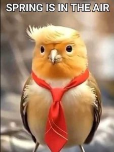 Stupid Bar Memes springsisssbirdstrump