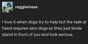 Stupid Bar Memes xslovesdogstasksstandsseri