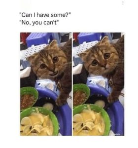 Stupid Bar Memes 222712s35713