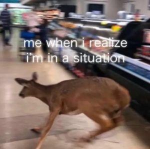 Stupid Bar Memes AfYpeKZ