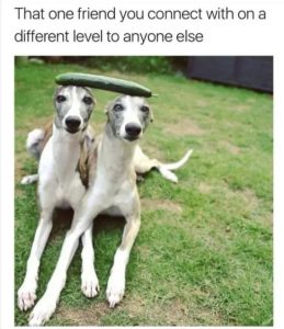 Stupid Bar Memes RbWTNvb