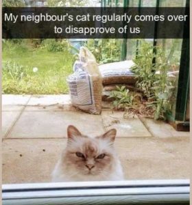 Stupid Bar Memes catarlyscomessov