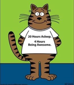 Stupid Bar Memes catssbeingsaweso