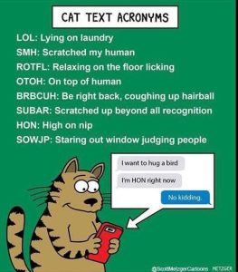 Stupid Bar Memes catstextighsonsnipsly