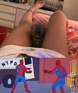 Stupid Bar Memes df4f8b8df4ebaaba