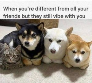 Stupid Bar Memes dogromsfriendssv