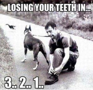Stupid Bar Memes dogscatngsteeths3s2s1