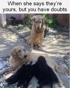 Stupid Bar Memes dogspussaysstheyresyou