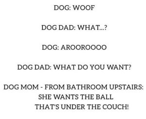 Stupid Bar Memes dogstoysunderscouch