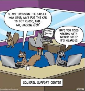 Stupid Bar Memes squirrelenterscrossing