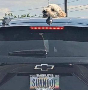 Stupid Bar Memes sunwoofdog