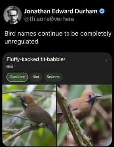 Stupid Bar Memes xsfluffysbabblersbird