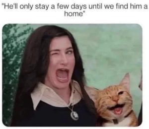 Stupid Bar Memes 682c3930f085b