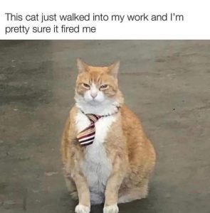 Stupid Bar Memes 90394s465311