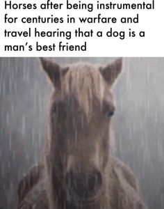 Stupid Bar Memes aW4bwmns700b