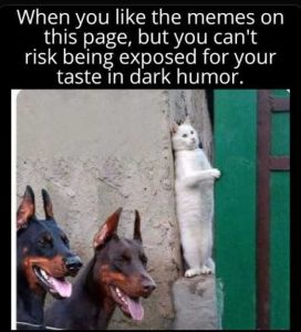 Stupid Bar Memes casmemessthisspa