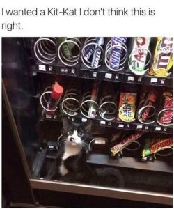 Stupid Bar Memes catchineskitskat