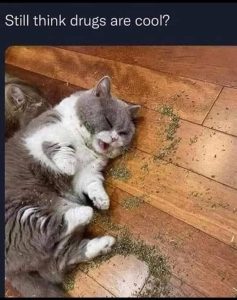 Stupid Bar Memes catnipsstugssarescoo