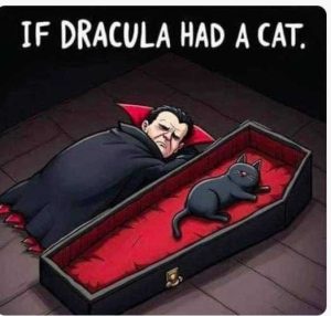 Stupid Bar Memes catsashadsascat