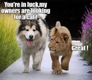 Stupid Bar Memes dogslionsowkingsforscat