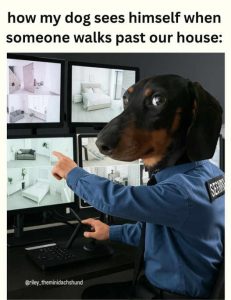 Stupid Bar Memes dogsswalksspast