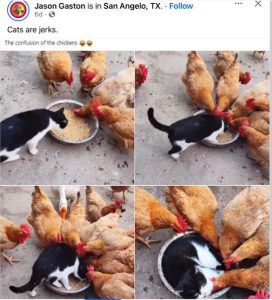 Stupid Bar Memes fbscatssarickensfeed