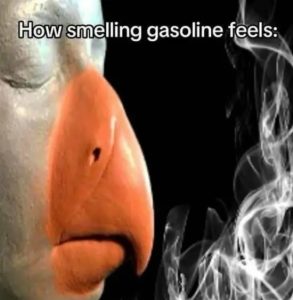 Stupid Bar Memes i3I2QX7sd