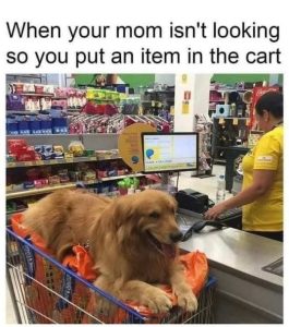 Stupid Bar Memes momsisinscartsdo