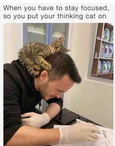Stupid Bar Memes staysnkingscatson