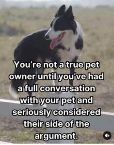 Stupid Bar Memes truespetconversation