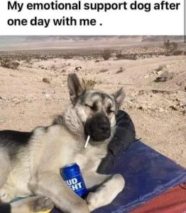 Stupid Bar Memes 68381e14909b1