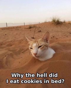 Stupid Bar Memes 6847f0a0d2ba9
