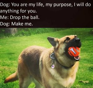 Stupid Bar Memes esdropsballsma