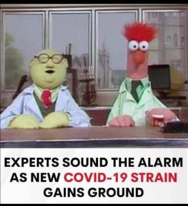 Stupid Bar Memes muppetvdsstrainsg