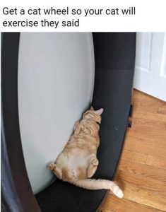 Stupid Bar Memes catsslerciseswheel