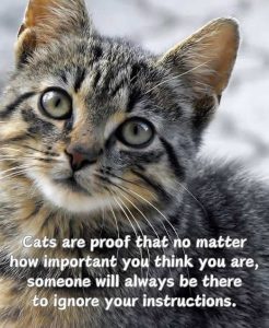 Stupid Bar Memes catssprooftershowsimporta