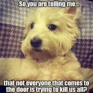 Stupid Bar Memes dogssostelotseverysvisi