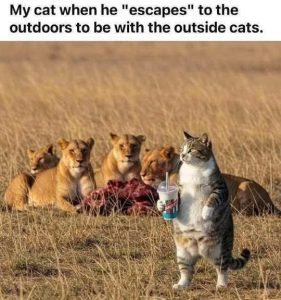 Stupid Bar Memes lionssmyscesescapesswit