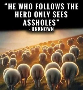 Stupid Bar Memes quotewssherdssurrou