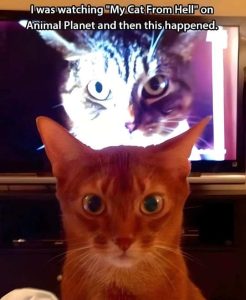Stupid Bar Memes watchingscaanimalspl