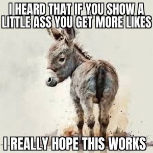 Stupid Bar Memes 083238fcf3063