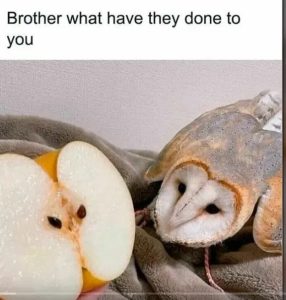 Stupid Bar Memes 11cf93c93549e50
