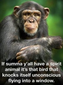 Stupid Bar Memes 1d106b5196f3