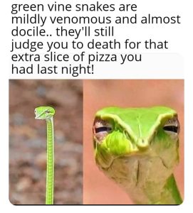 Stupid Bar Memes a87XjpZss