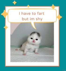 Stupid Bar Memes a9yVgV1s700b