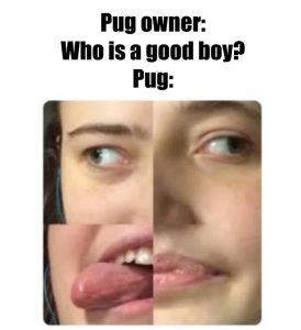 Stupid Bar Memes aAymGMgs700b