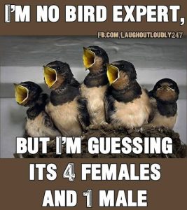 Stupid Bar Memes b5b83daefaa