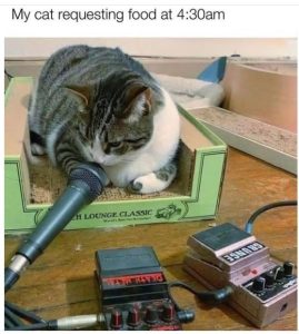 Stupid Bar Memes catsrequesamsmicro
